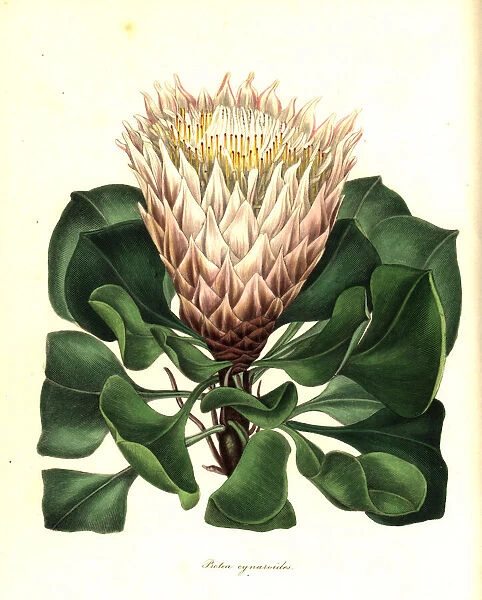 King protea or artichoke-like flowered protea