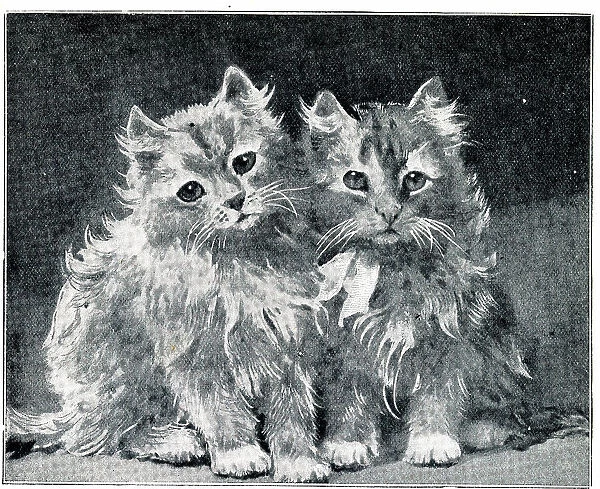 Two Kittens by Louis Wain