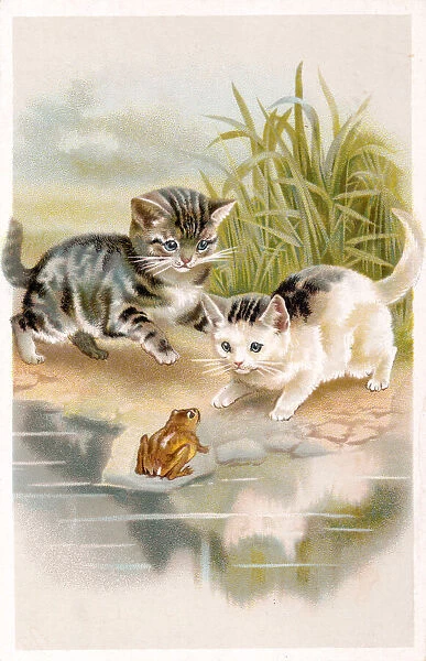 Two kittens meet a frog on a postcard