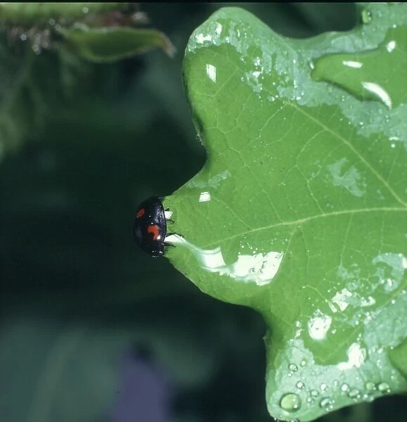 Ladybird. A waterlogged ladybird on the edge of a leaf, unable to move until droplet dries