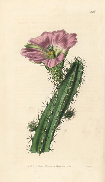 Ladyfinger cactus, Echinocereus pentalophus