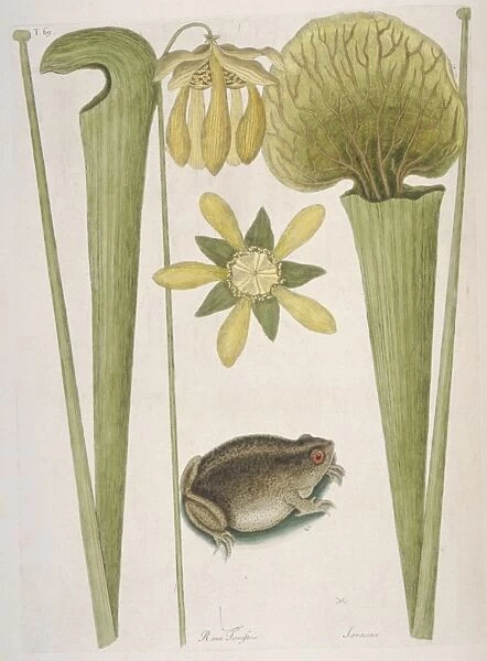 Land Frog. Hand coloured etching from The Natural History of Carolina, Florida