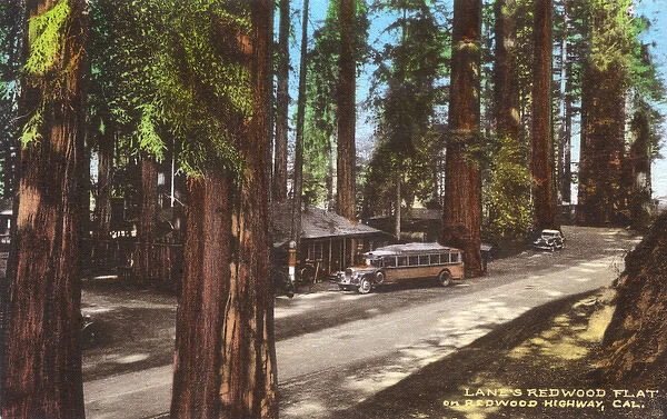 Lanes Redwood Flat, Redwood Highway, California, USA