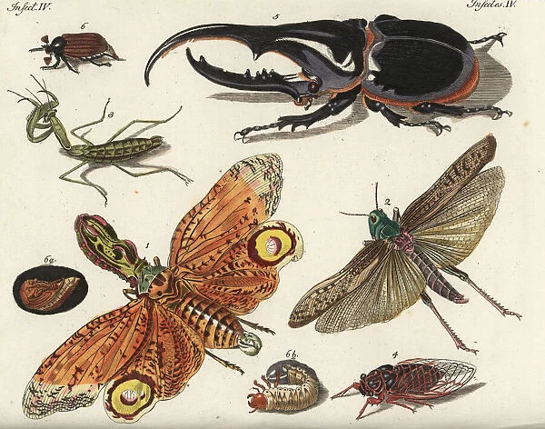 Lantern fly, locust, mantis, cicada and beetles