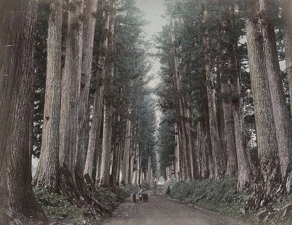 Large pine trees along the Imaichi Road, Nikko, Japan