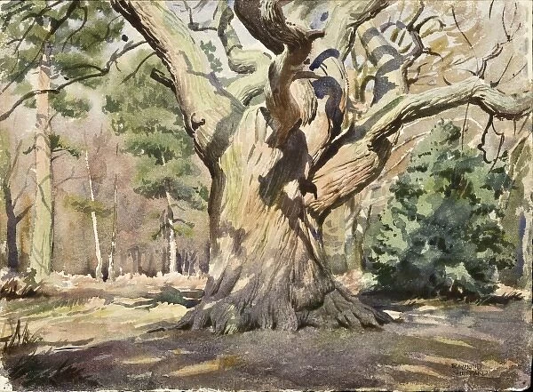 Large tree in a woodland scene