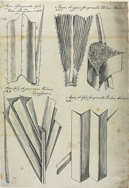 Leaf fragments, figure from Descriptiones Fruticum et Arboru
