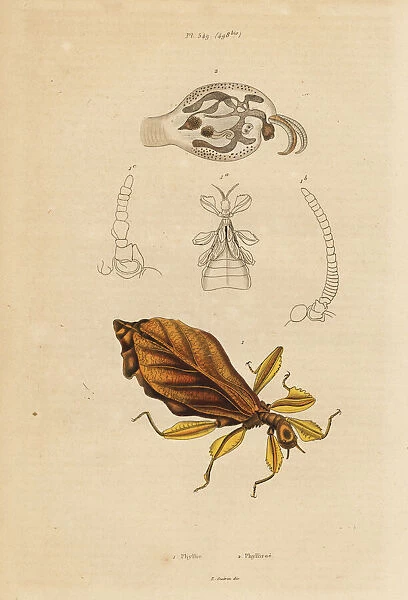 Leaf insect, Phyllium species, and nudibranch