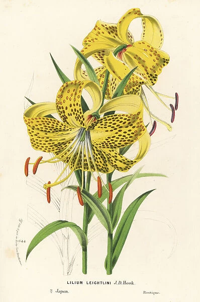 Leichlins lily, Lilium leichtlini. Japan
