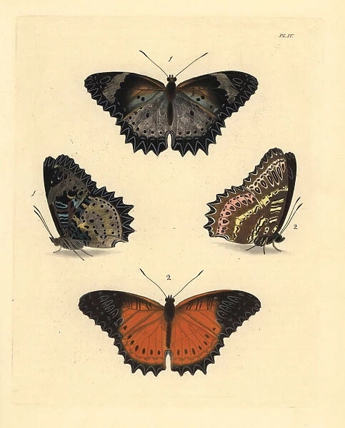 Leopard and red lacewing butterflies
