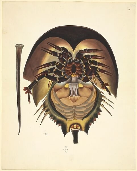 Limulus polyphemus, horsehoe crab