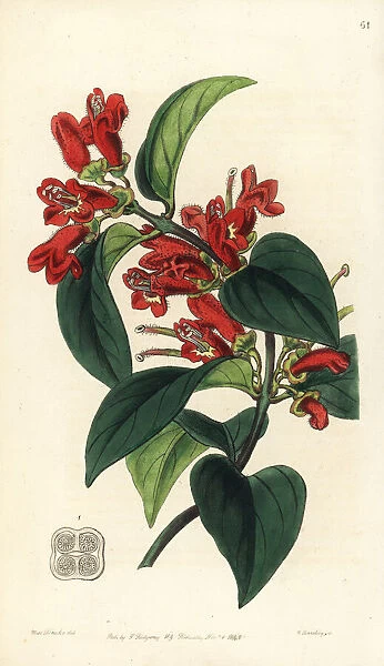 Lipstick plant, Aeschynanthus miniatus