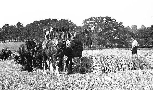 Little Weighton Harvesting early 1900s