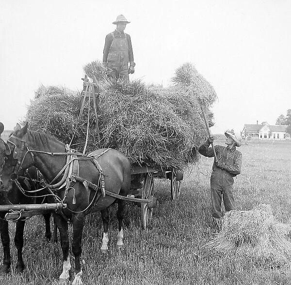 Loading oats Illinois USA early 1900s