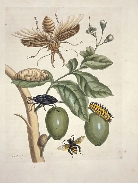 Lucanus cervus, stag beetle
