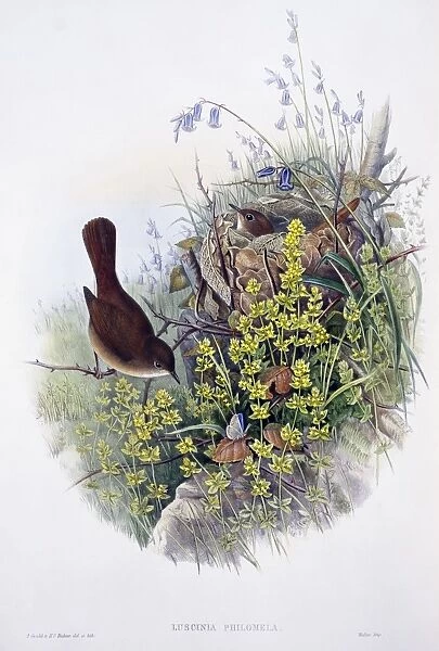 Luscinia megarhynchos, common nightingale