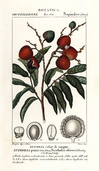 Lychee fruit, Litchi chinensis