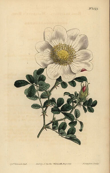 Macartneys rose, Rosa bracteata
