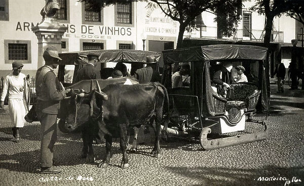 Madeira, Funchal - Oxen carriage