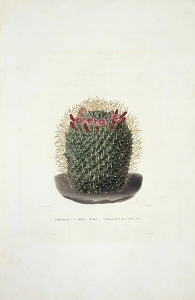 Mammillaria dolichocentra, cactus