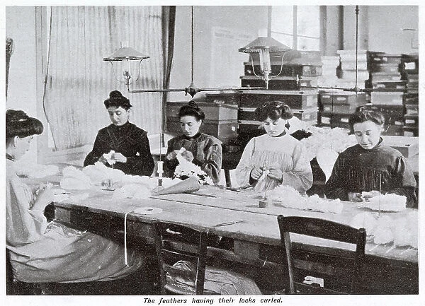 Manufacture of Ostrich Feathers - Women Curlers 1907