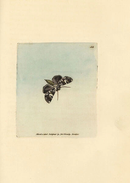 Marbled coronet moth, Hadena confusa