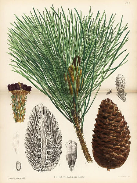 Maritime pine or cluster pine, Pinus pinaster