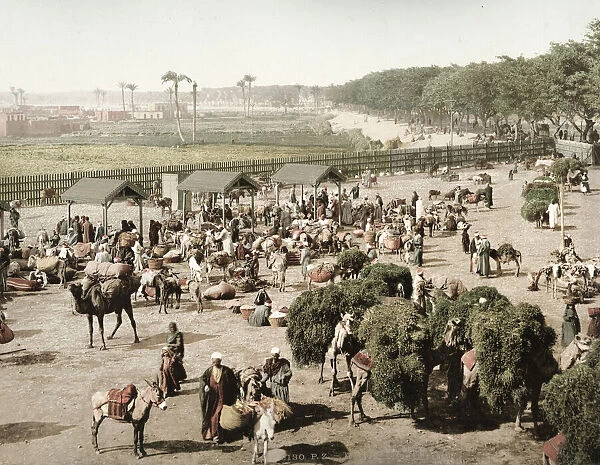 Market, city of Cairo, camels and merchants, Egypt