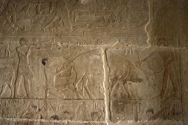 Mastaba of Nefer and Kahay. Relief. Two ranchers attending t