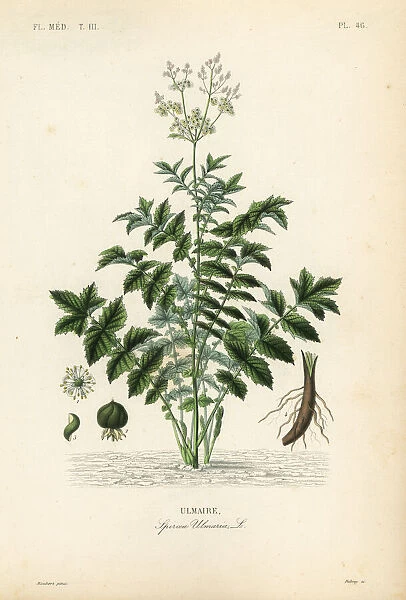Meadowsweet or mead wort, Filipendula ulmaria