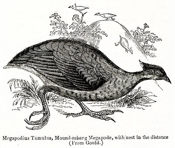 Megapodius Tumulus, orange-footed scrubfowl
