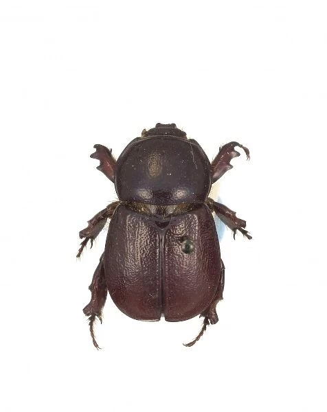 Mellissius eudoxus, scarab beetle