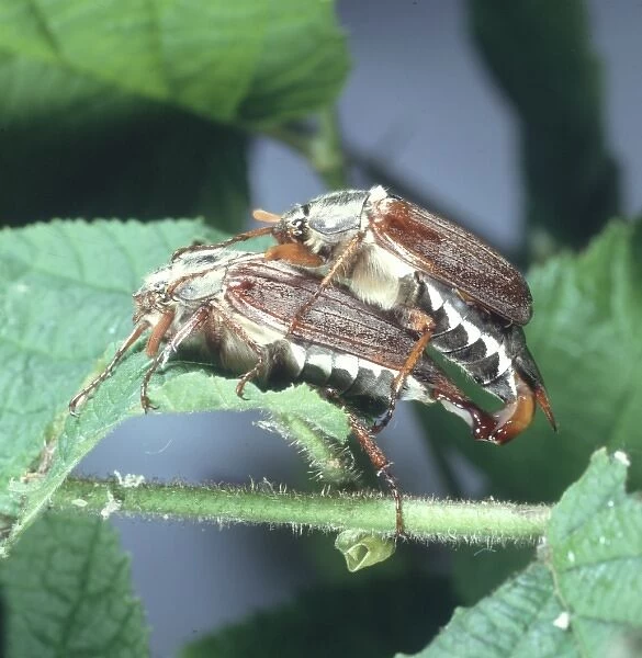 Melolontha melolontha, mating cockchafer beetles
