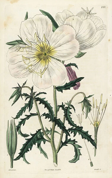 Mexican primrose or handsome white oenothera
