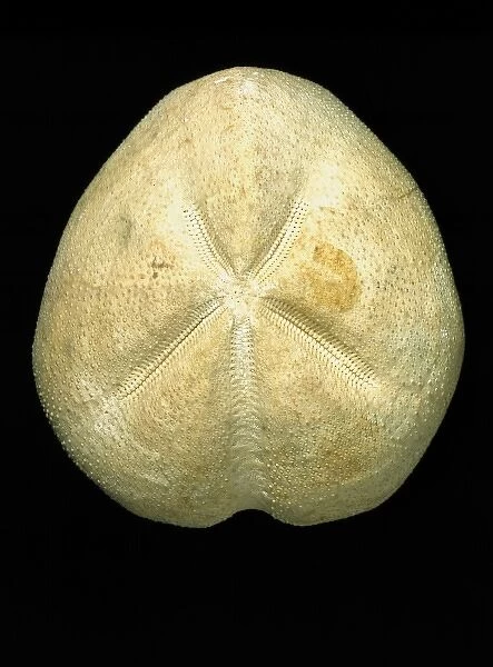 Micraster coranguinum, echinoid