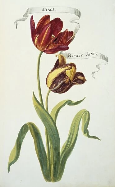 Minos & Baguet, tulips