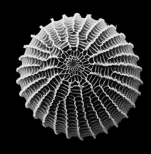 Moth egg. Scanning electron microscope (SEM) image of a moth egg (x 90)
