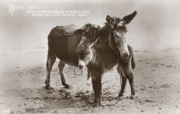 Mother and young donkey stand sweetly on the seashore