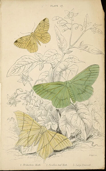 Moths  /  Lizars 1880