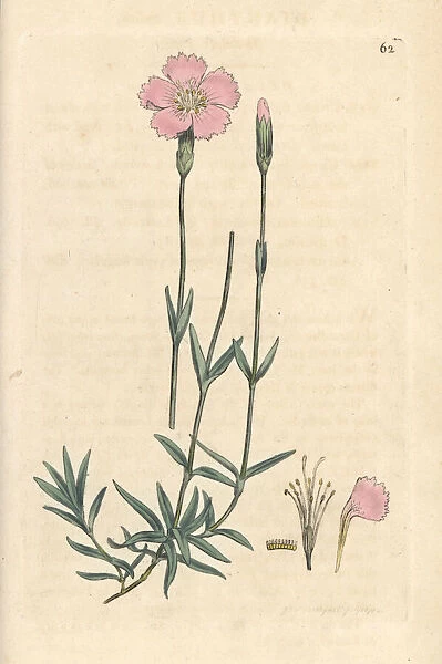 Mountain pink, Dianthus caesius