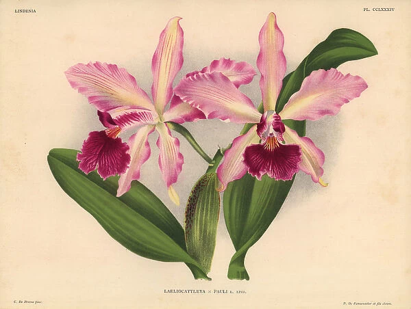Mr Paul Otlets Laeliocattleya hybrid orchid