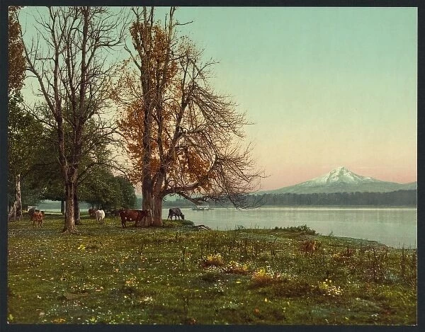Mt. Hood from the Columbia River