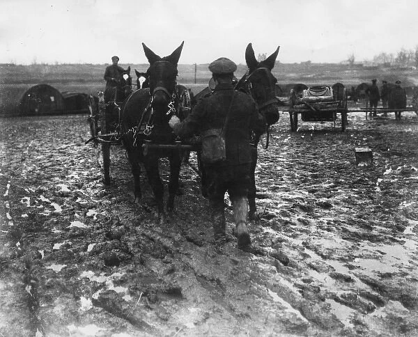 Mule teams in field near Arras, France, WW1