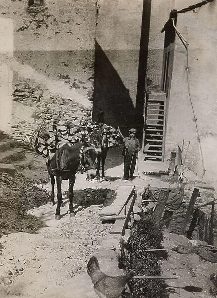 Mules and donkeys still play the most important part in the local transportation of logs and other goods in the narrow streets of the villages in Corsica, France. Date: 1930s