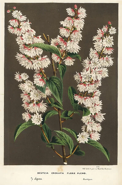 Multi-flowered crenate deutzia, Deutzia crenata flore pleno