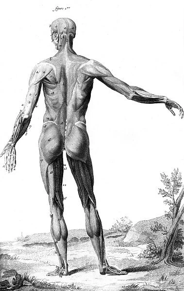 Muscles  /  Anatomy 18th C