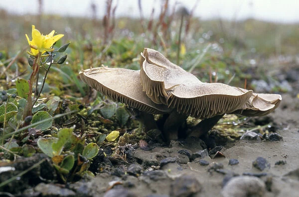 Mushrooms and flowering plant Saxifraga hirculus