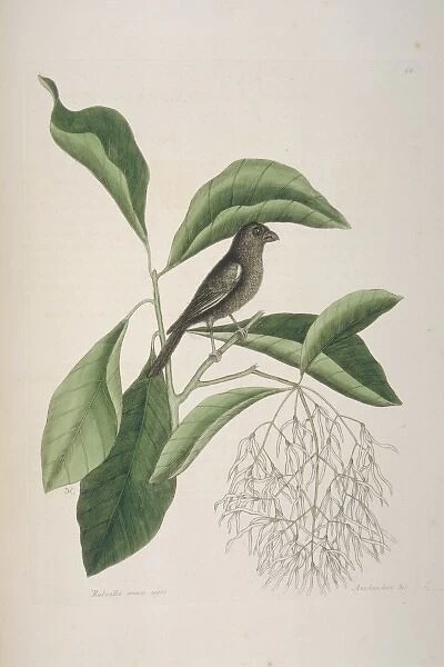 Myrmecocichla nigra, sooty chat