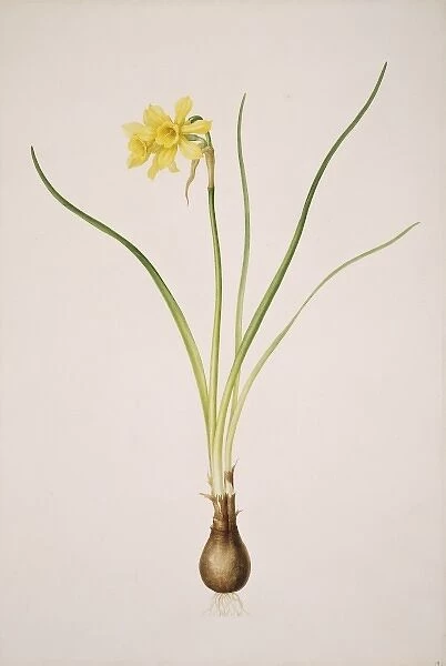 Narcissus x odorus, daffodil