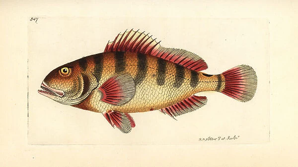 Nassau grouper, Epinephelus striatus